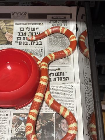 תמונת מודעה - חיות מחמד