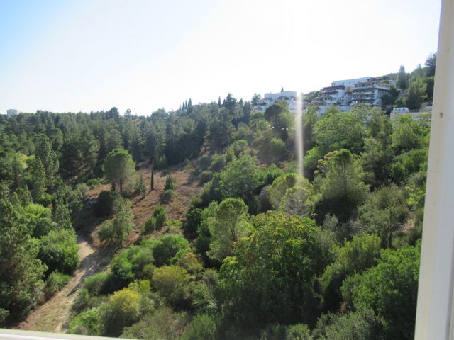 הדקל 11