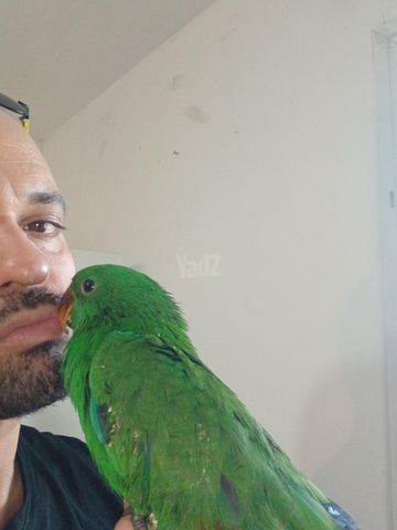 תמונת מודעה - חיות מחמד