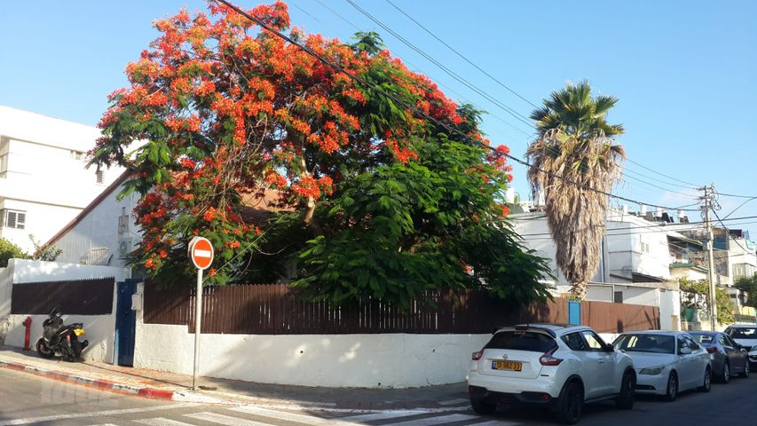 בית פרטי/ קוטג' להשכרה בתל אביב יפו — 2