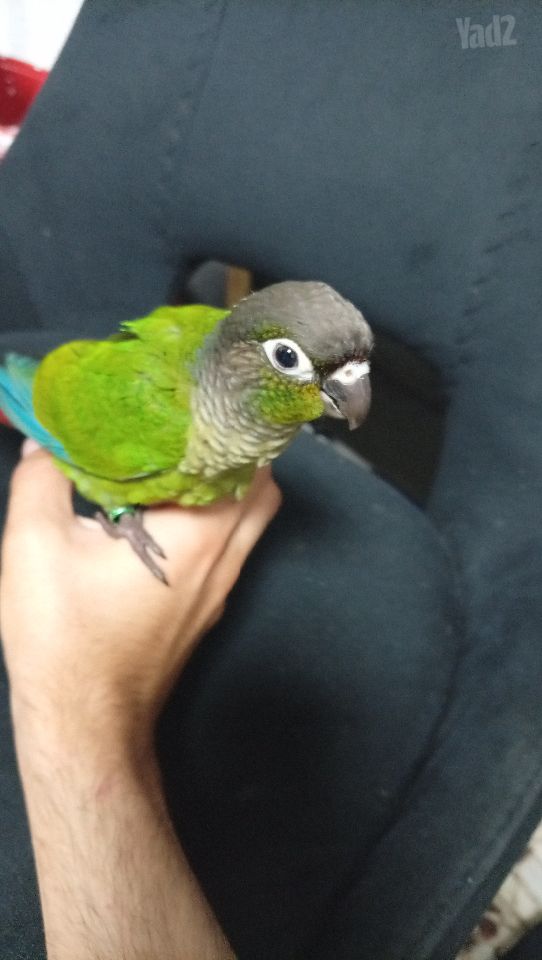 תמונת מודעה - חיות מחמד