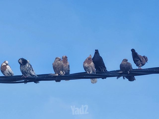 תמונת מודעה - חיות מחמד
