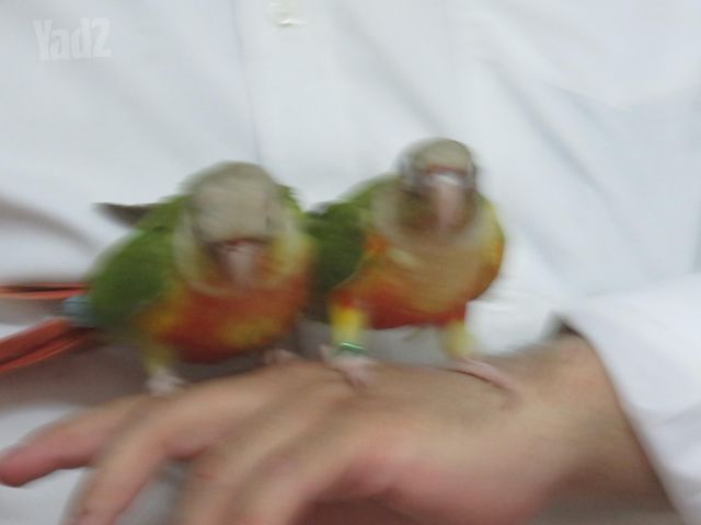תמונת מודעה - חיות מחמד