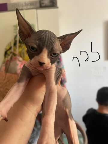 תמונת מודעה - חיות מחמד