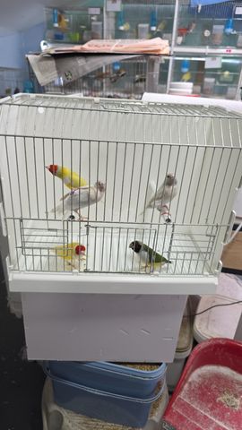 תמונת מודעה - חיות מחמד