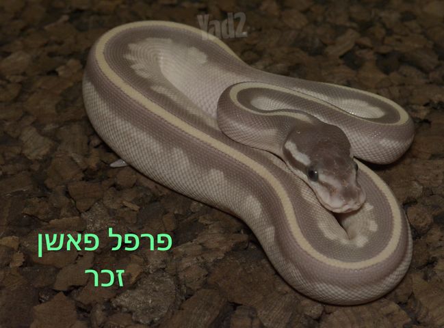 תמונת מודעה - חיות מחמד