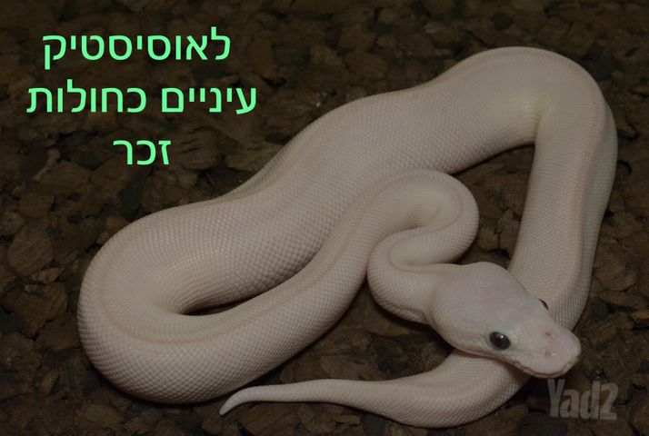 תמונת מודעה - חיות מחמד