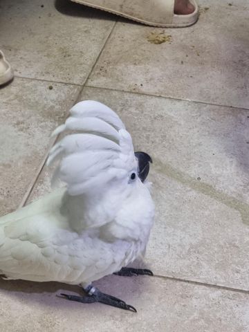 תמונת מודעה - חיות מחמד