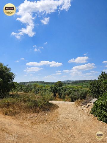 הרימון 1