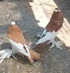 תמונת מודעה - חיות מחמד