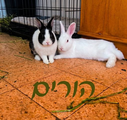 תמונת מודעה - חיות מחמד
