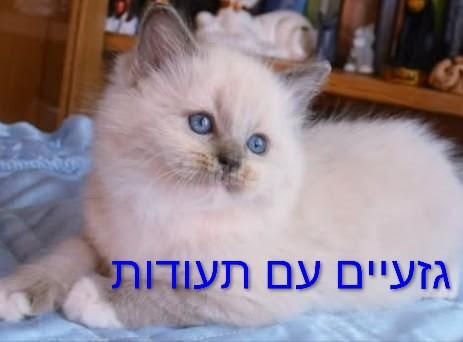 תמונת מודעה - חיות מחמד