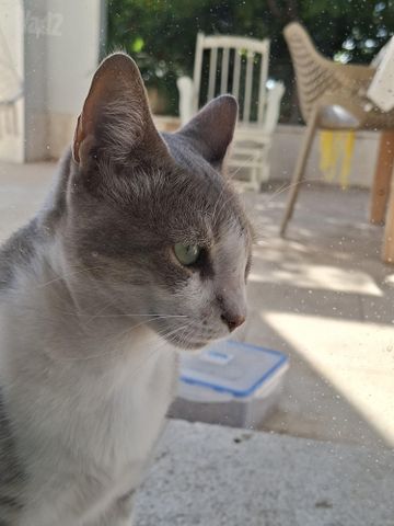 תמונת מודעה - חיות מחמד