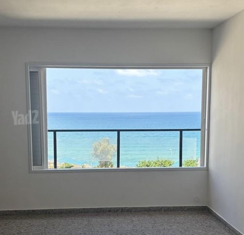 שלמה המלך 55