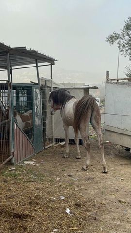תמונת מודעה - חיות מחמד