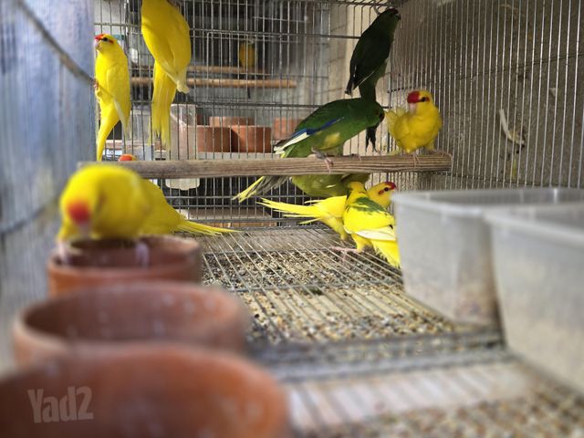 תמונת מודעה - חיות מחמד