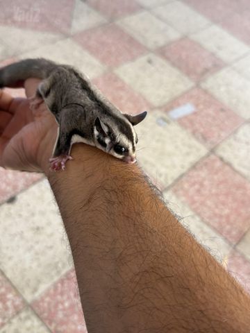 תמונת מודעה - חיות מחמד