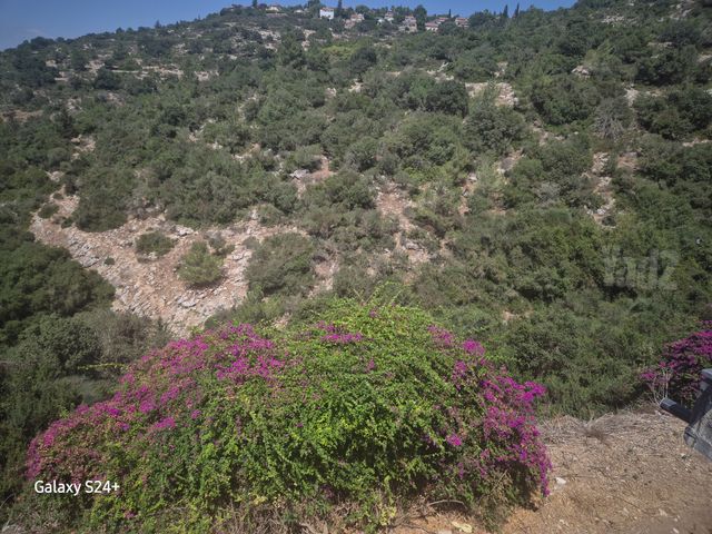 טבעון הוותיקה
