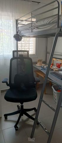 הברושים 19