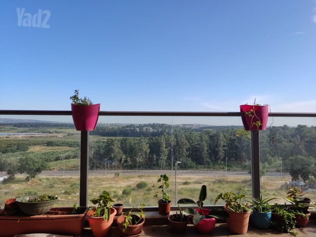 נרקיס 7
