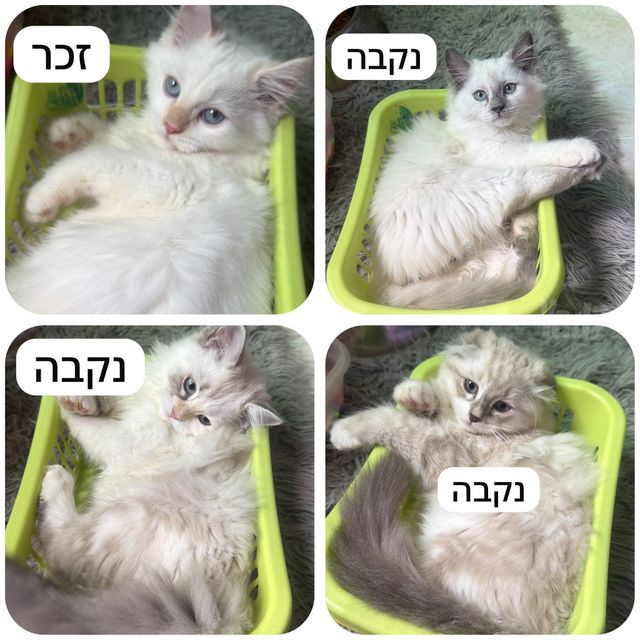 תמונת מודעה - חיות מחמד