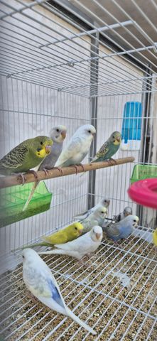 תמונת מודעה - חיות מחמד