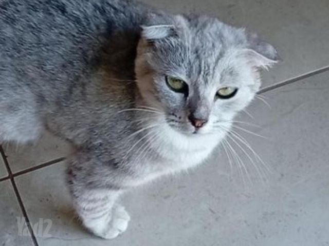 תמונת מודעה - חיות מחמד