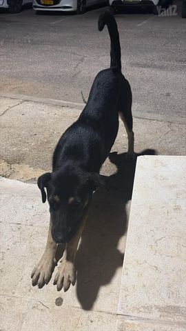 תמונת מודעה - חיות מחמד