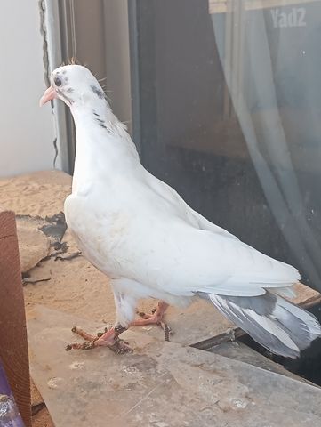 תמונת מודעה - חיות מחמד