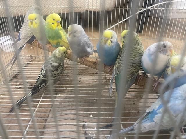 תמונת מודעה - חיות מחמד