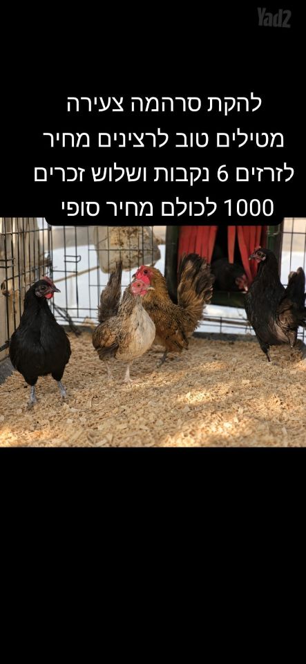 תמונת מודעה - חיות מחמד