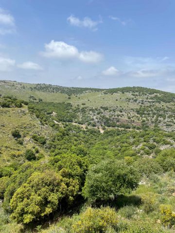 שניר 61