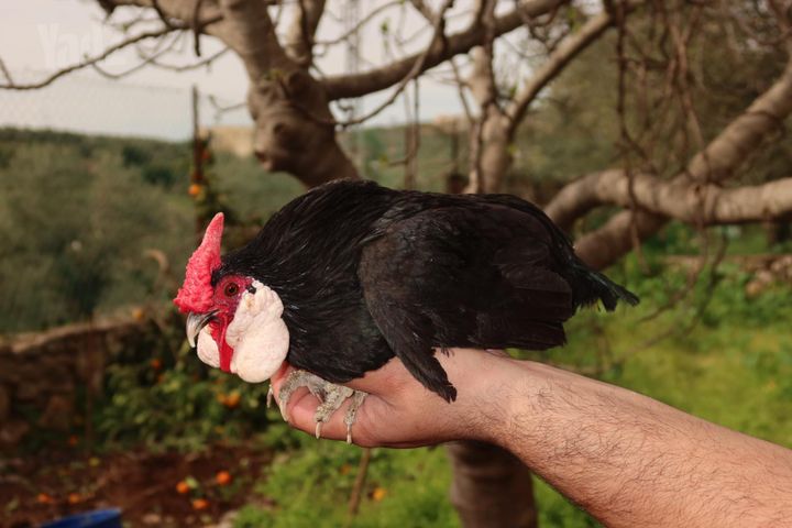 תמונת מודעה - חיות מחמד