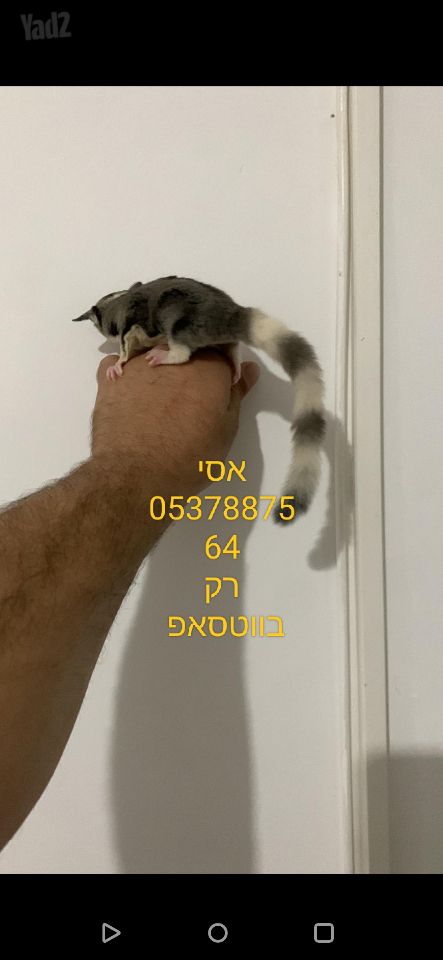 תמונת מודעה - חיות מחמד