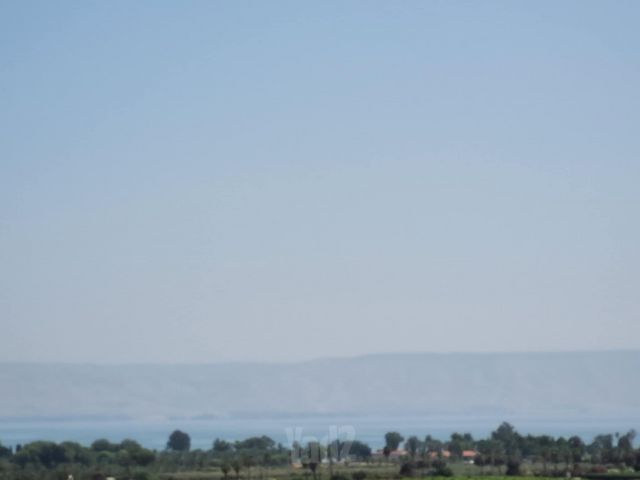 השיזף 1