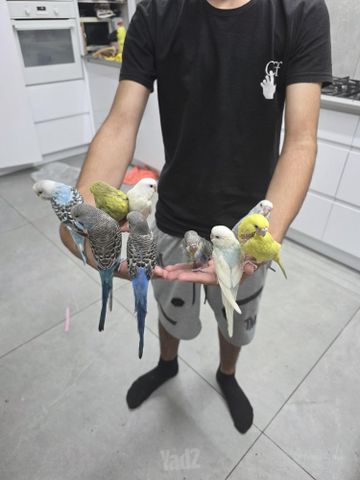 תמונת מודעה - חיות מחמד