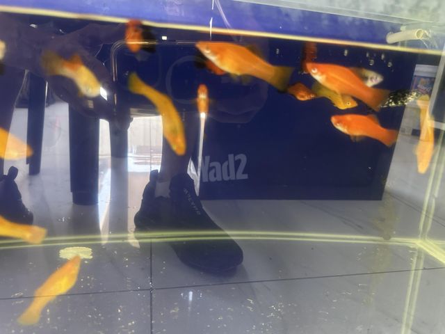 תמונת מודעה - חיות מחמד
