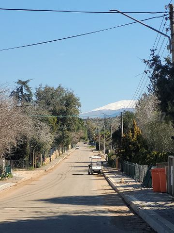 הארזים 