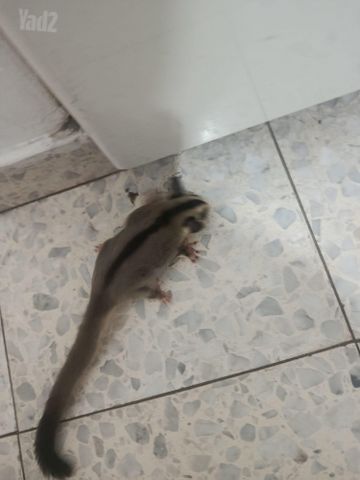 תמונת מודעה - חיות מחמד