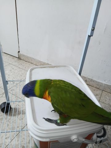 תמונת מודעה - חיות מחמד