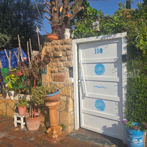 חבצלת 110