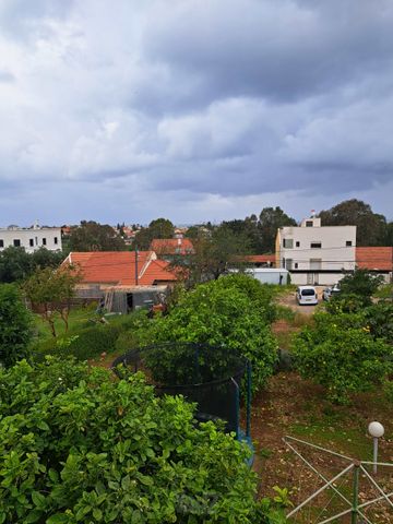 הזית 50