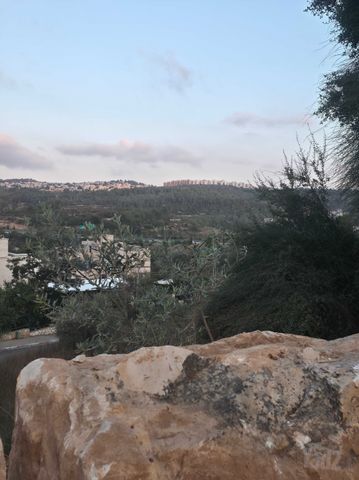 התמר 50