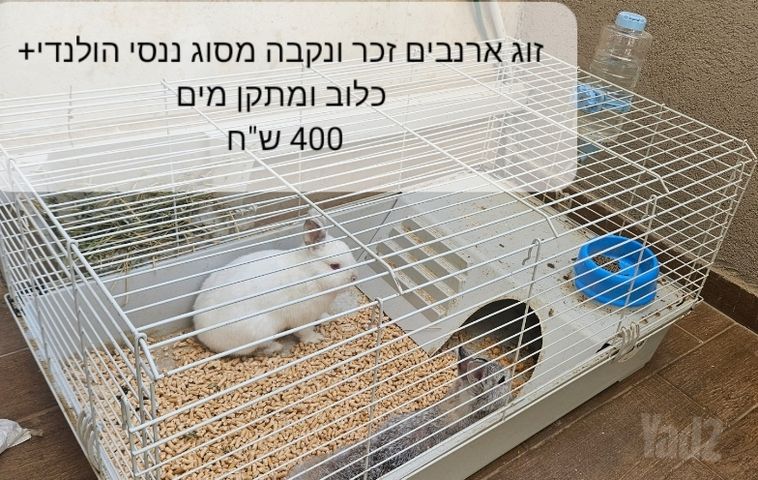 תמונת מודעה - חיות מחמד