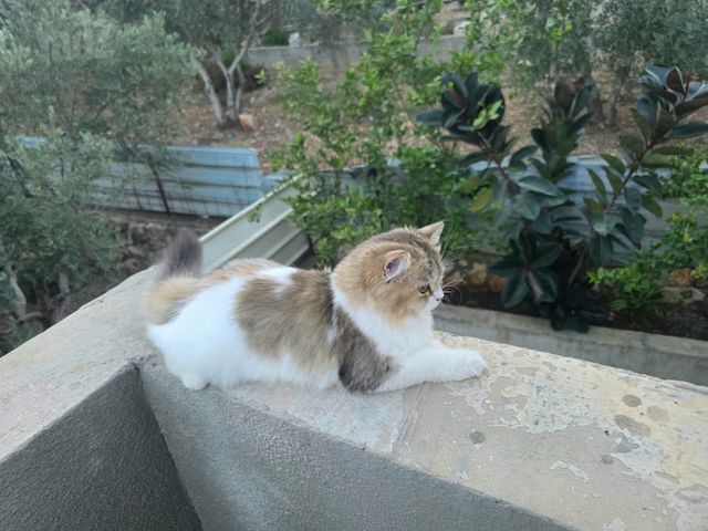 תמונת מודעה - חיות מחמד