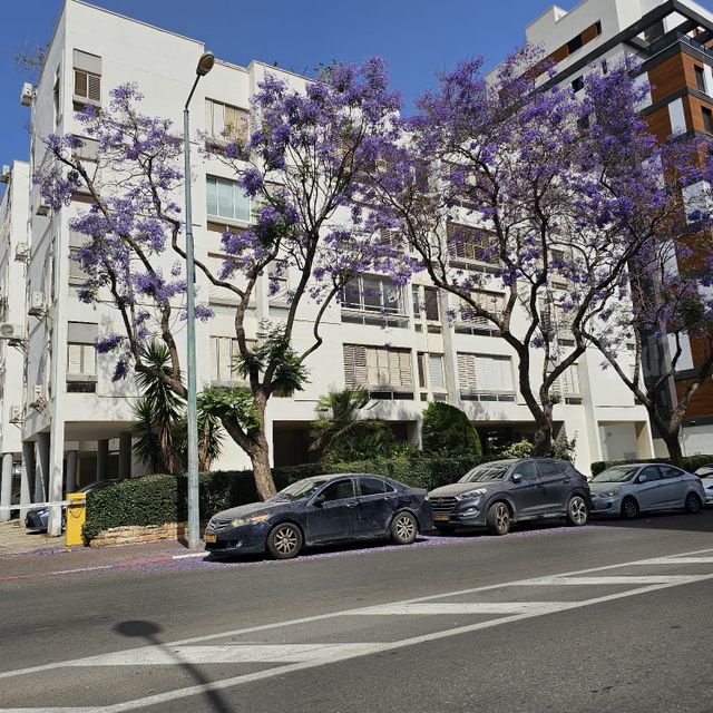 טרומפלדור 58