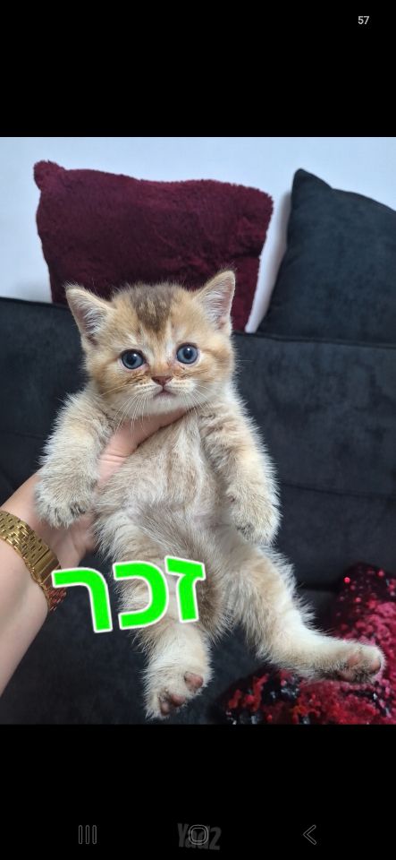 תמונת מודעה - חיות מחמד
