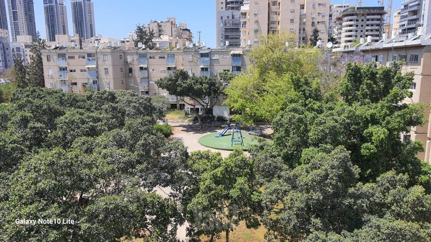 דליה 13