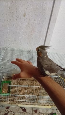 תמונת מודעה - חיות מחמד