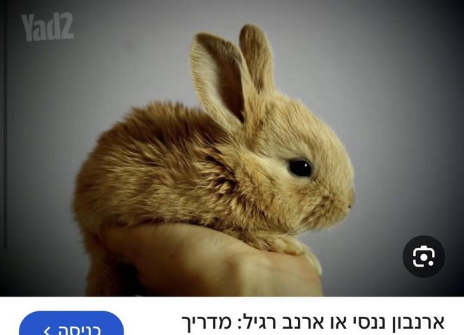 תמונת מודעה - חיות מחמד